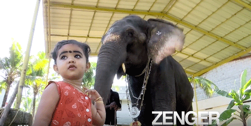 VIDEO: Little girl and 35-year-old elephant develop unlikely friendship ...