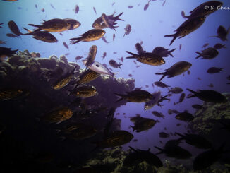 Fish and other marine species are swimming deeper in the Mediterranean Sea to escape rising water temperatures, according to a new study. (Shahar Chaikin/Zenger)