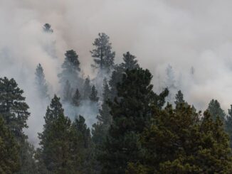 The Patton Meadow Fire burns an area of the Fremont-Winema National Forest on August 15, 2021, near Lakeview, Oregon. New research shows that wildfires are accelerating the rate at which some tree species are shifting their ranges toward cooler, wetter conditions. (Mathieu Lewis-Rolland/Getty Images)