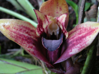 The multicolored orchid “Maxillaria anacatalina-portillae” was first discovered and photographed by Alex Portilla in November 2003. Cultivated by Ecuadorian firm Ecuagenera, it has recently been recognized as a novel species. (Alex Portilla)