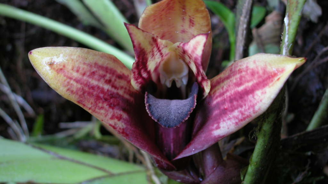 The multicolored orchid “Maxillaria anacatalina-portillae” was first discovered and photographed by Alex Portilla in November 2003. Cultivated by Ecuadorian firm Ecuagenera, it has recently been recognized as a novel species. (Alex Portilla)