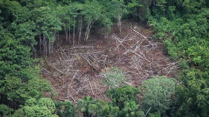 Aerial view of the Northern Amazon on June 11, 2007, in Peru. The pristine forest has borne the impact of roads into the forest and roadside urbanization. The Amazon is under threat from infrastructure development in Peru. (Brent Stirton/Getty Images)
