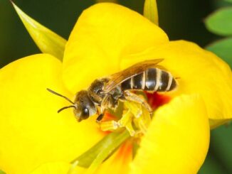 A bee of the genus Ceratina on a plant of the genus Ipomoea (morning glory). (Joe Zientek/Zenger)